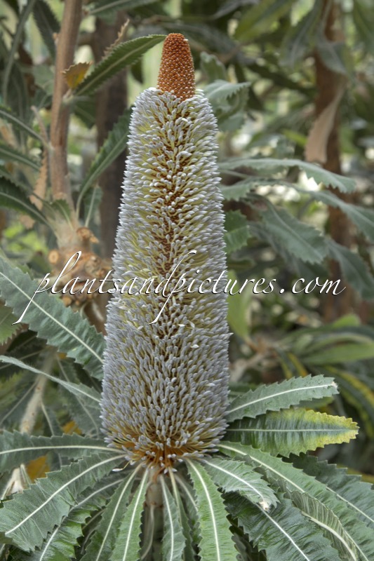 Banksia serrata
