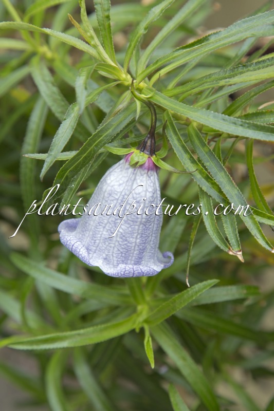 Nesocodon mauritianus