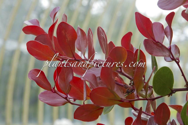 Vaccinium acrobracteatum