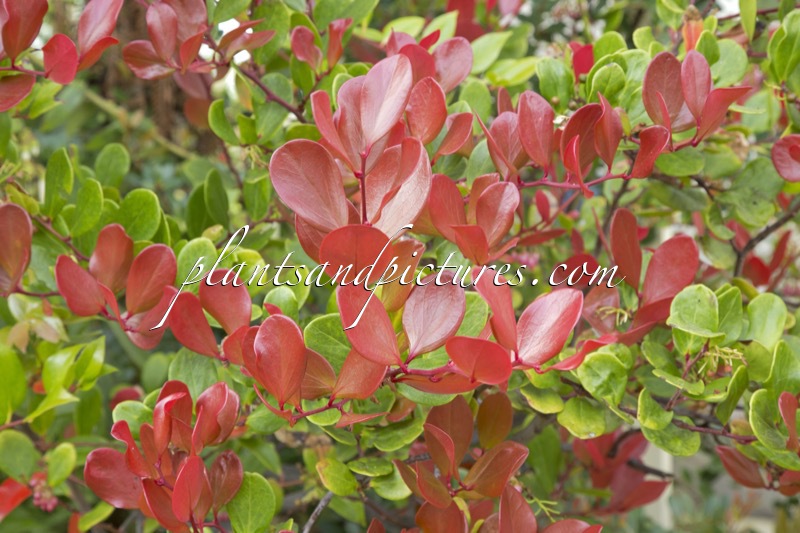 Vaccinium acrobracteatum