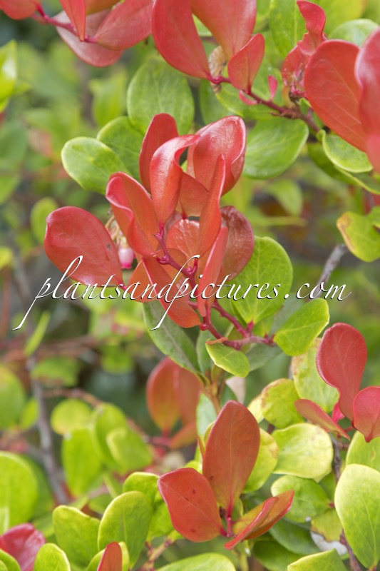 Vaccinium acrobracteatum