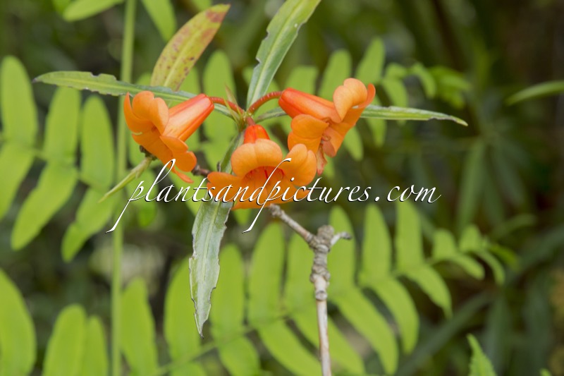 Rhododendron nervosulum
