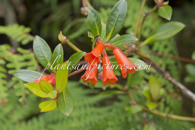 Rhododendron planecostatum