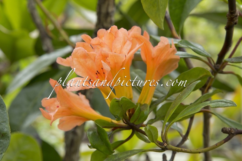 Rhododendron longiflorum
