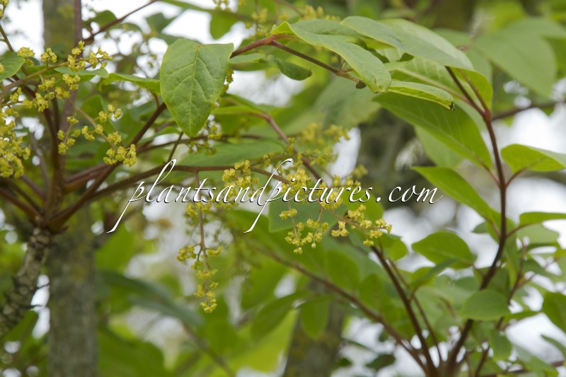 Meliosma veitchiorum