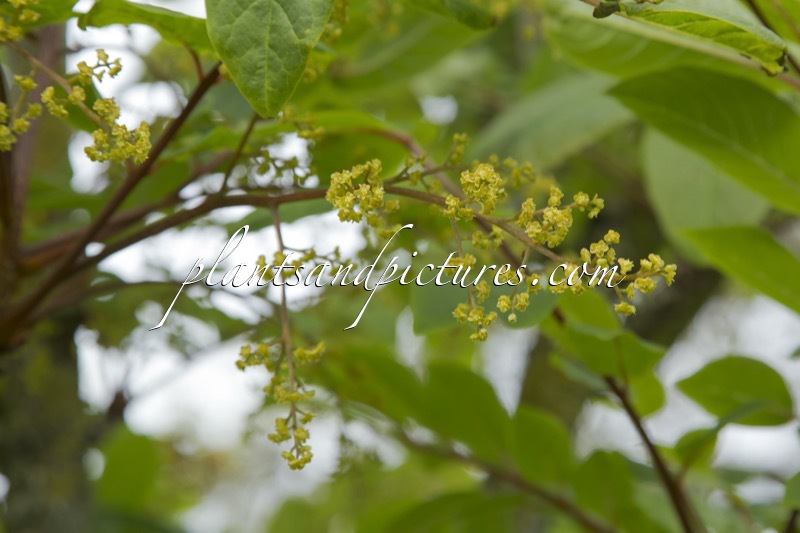 Meliosma veitchiorum