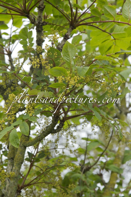 Meliosma veitchiorum