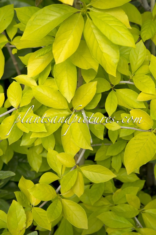 Nyssa sylvatica ‘Ashmount Gold’