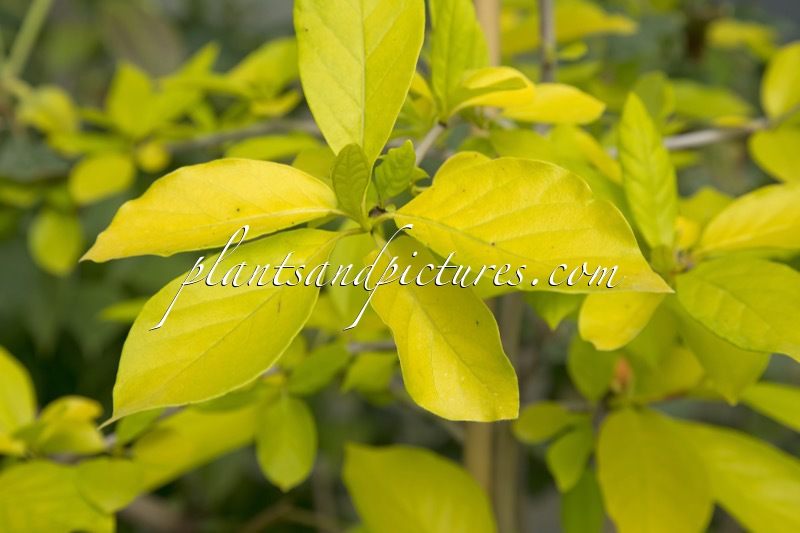 Nyssa sylvatica ‘Ashmount Gold’