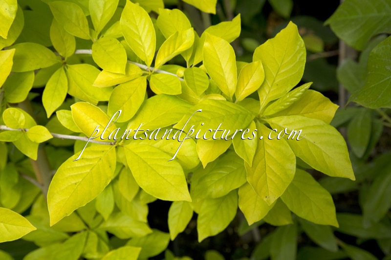 Nyssa sylvatica ‘Ashmount Gold’