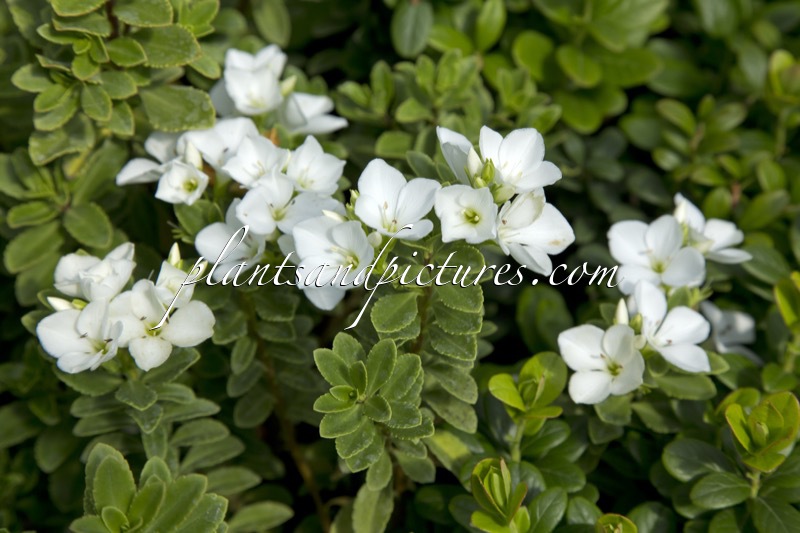 Hebe macrantha