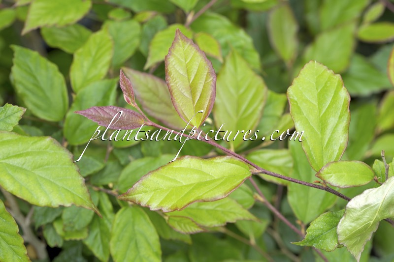 Sycoparrotia semidecidua ‘Purple Haze’