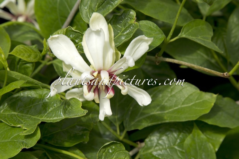 Calycanthus ‘Venus’