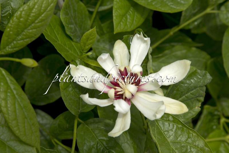 Calycanthus ‘Venus’