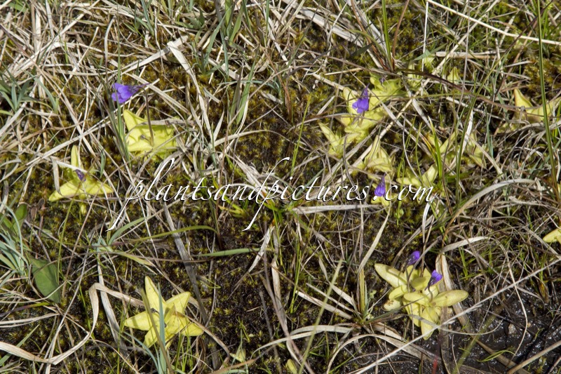 Pinguicula vulgaris