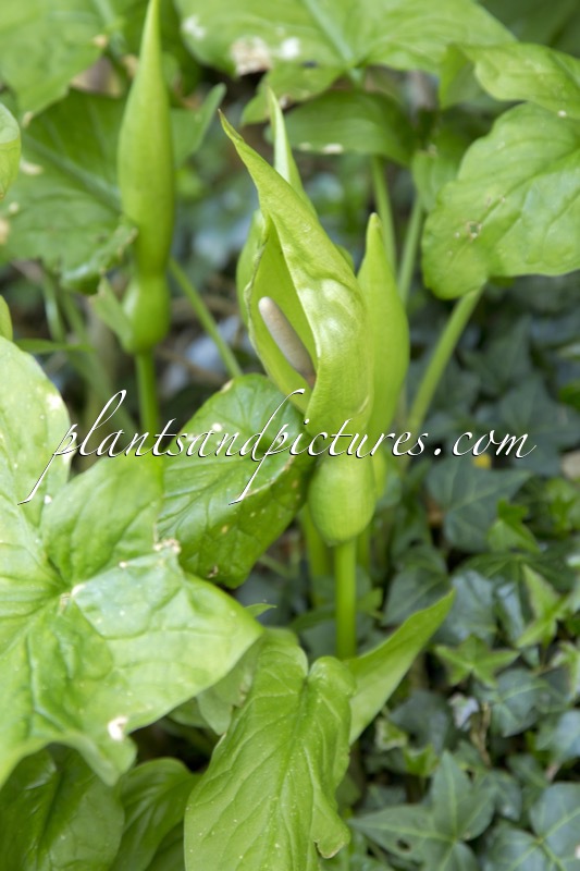 Arum italicum