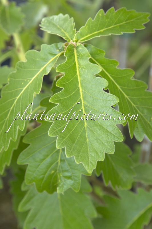 Quercus dentata ‘Carl Ferris Miller’