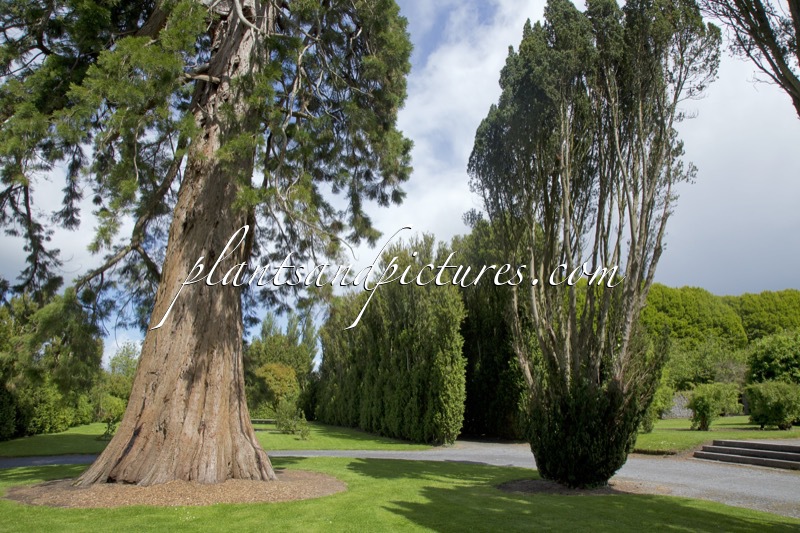 Buxus sempervirens