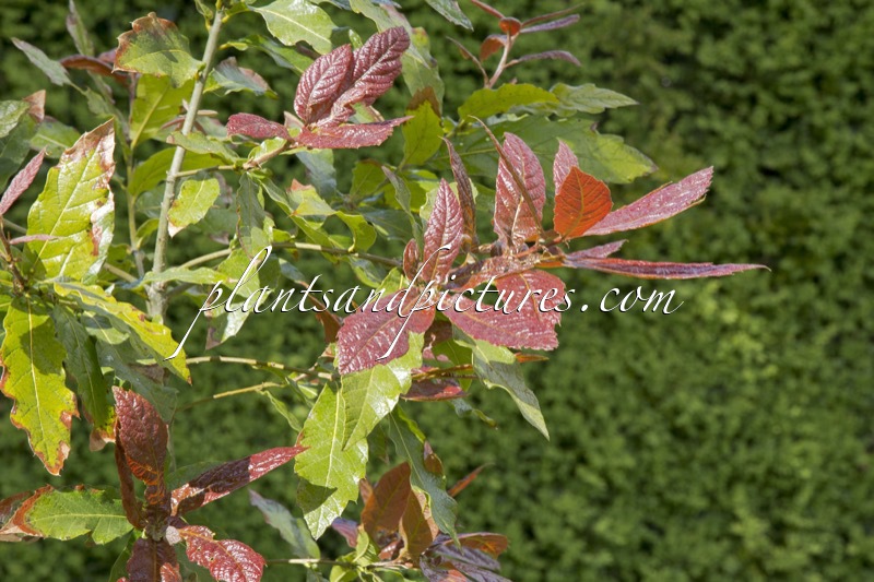 Quercus rysophylla ‘Maya’