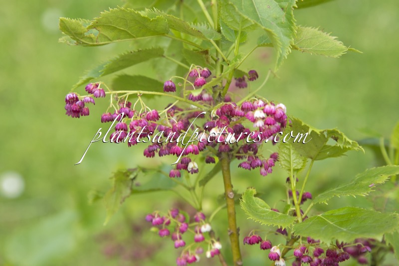 Aristotelia serrata