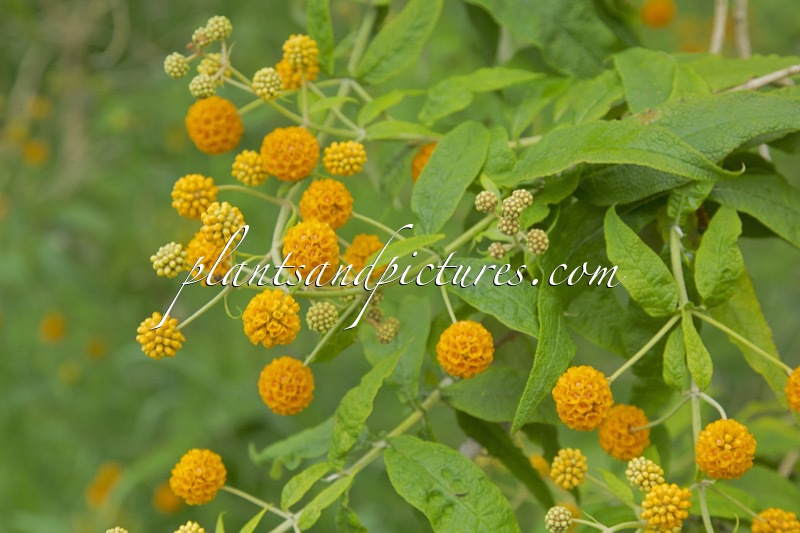 Buddleja globosa