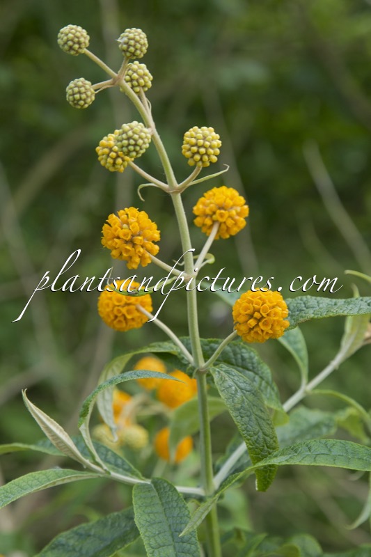 Buddleja globosa