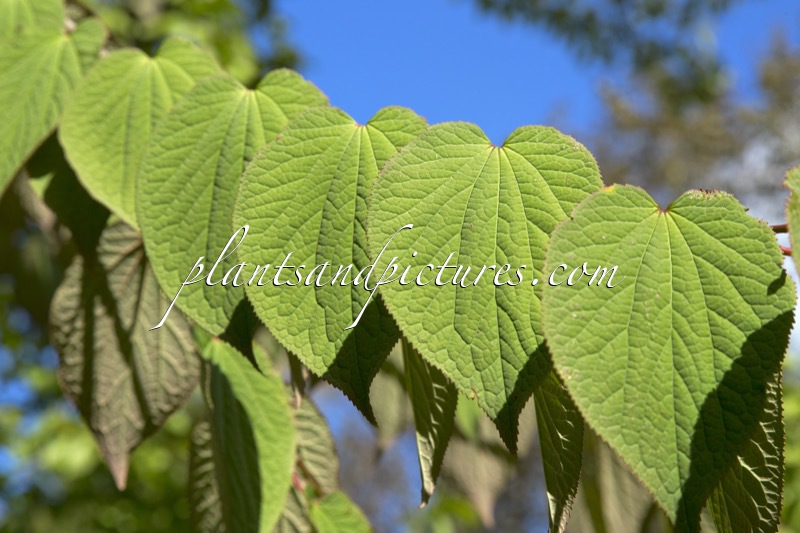 Tetracentron sinense