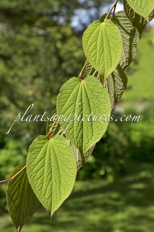 Tetracentron sinense