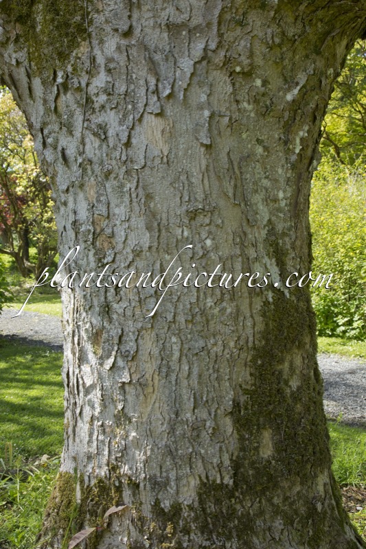 Magnolia dawsoniana