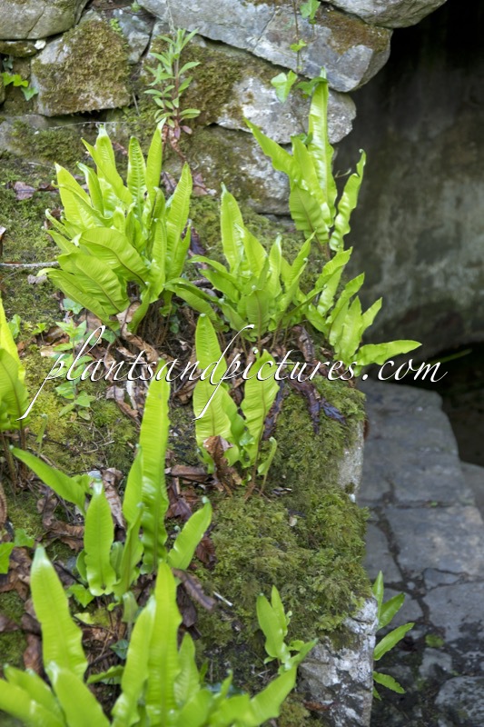 Asplenium scolopendrium