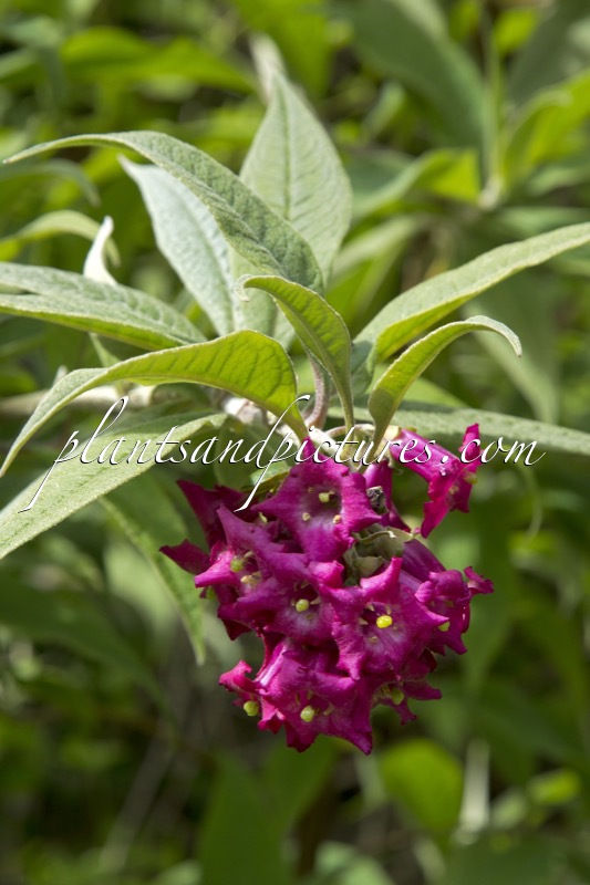 Buddleja colvilei