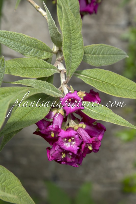Buddleja colvilei
