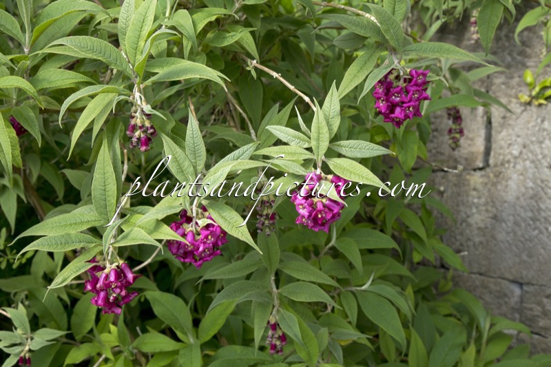 Buddleja colvilei