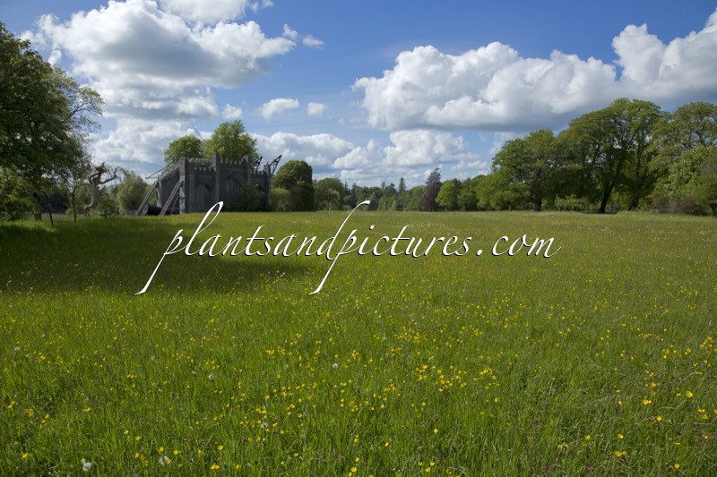 Birr Castle Garden