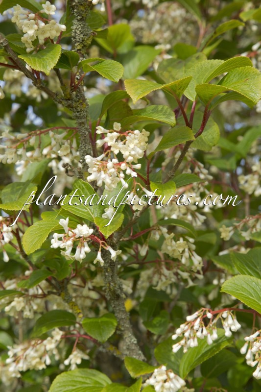 Viburnum erubescens
