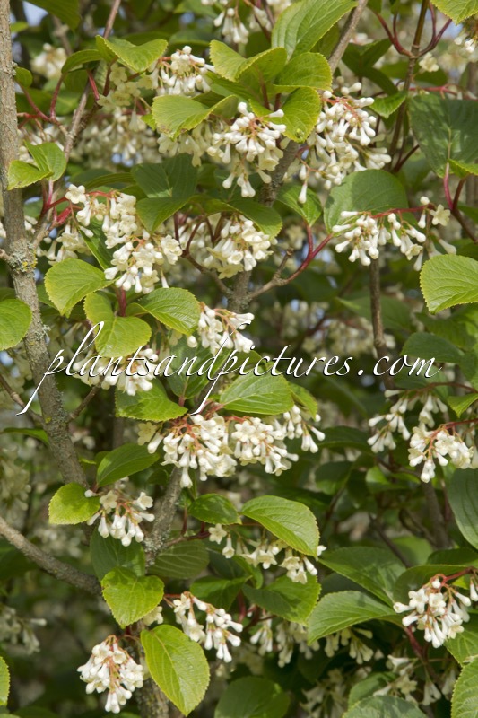 Viburnum erubescens