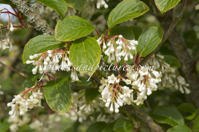Viburnum erubescens