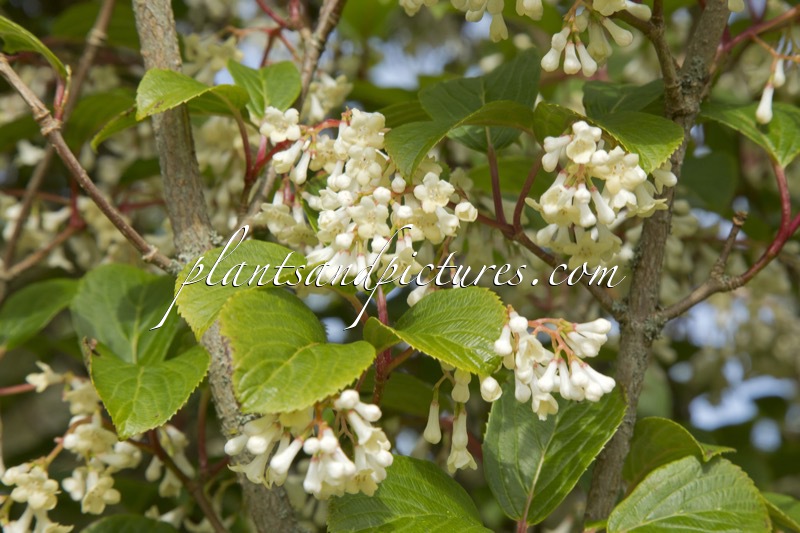 Viburnum erubescens