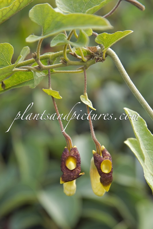 Aristolochia kaempferi