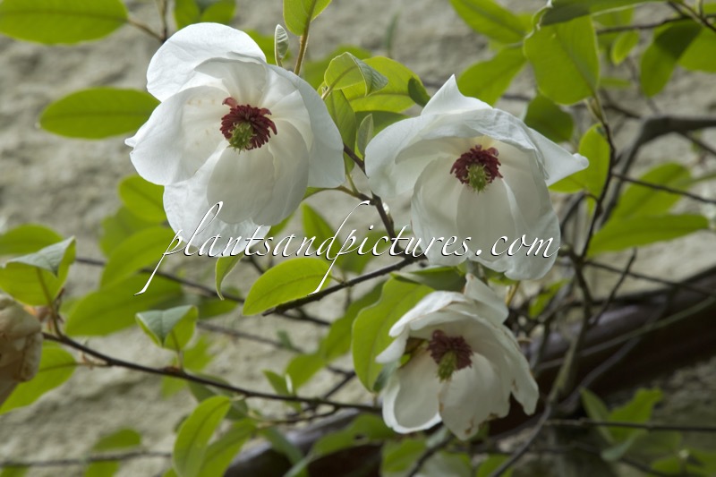 Magnolia wilsonii