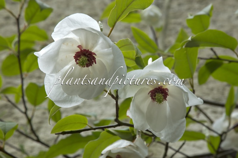 Magnolia wilsonii