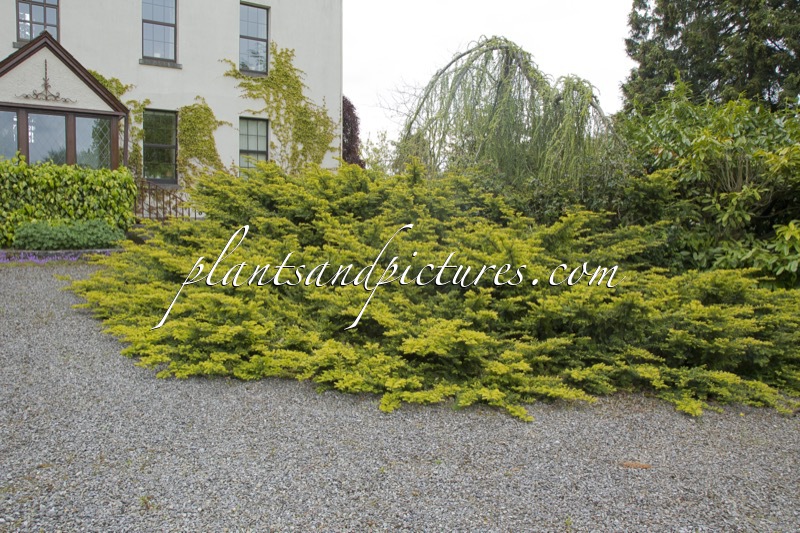 Taxus baccata ‘Summergold’
