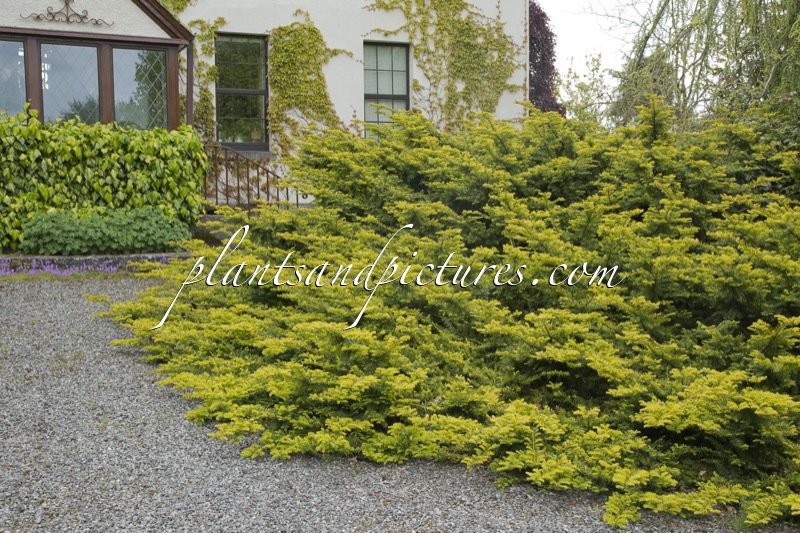 Taxus baccata ‘Summergold’