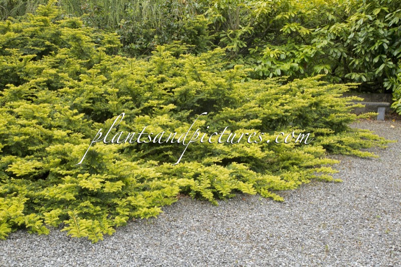 Taxus baccata ‘Summergold’