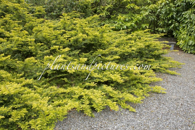 Taxus baccata ‘Summergold’
