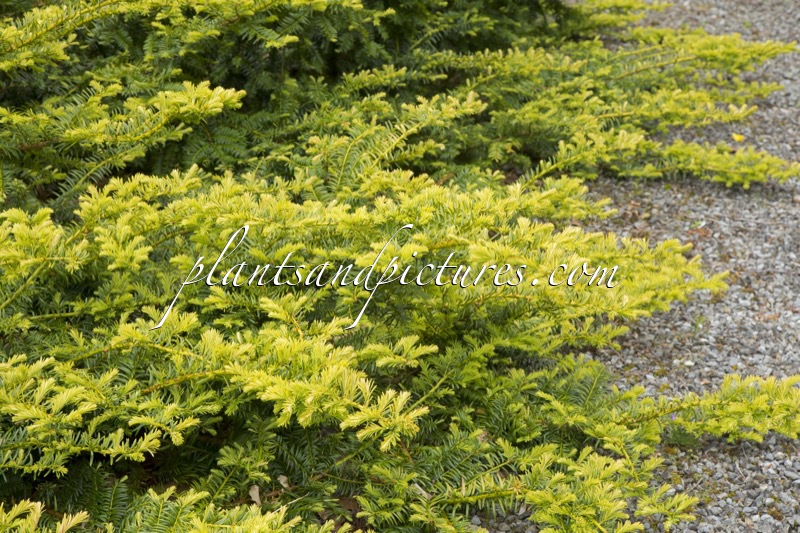 Taxus baccata ‘Summergold’