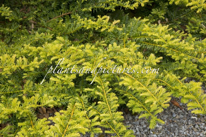 Taxus baccata ‘Summergold’
