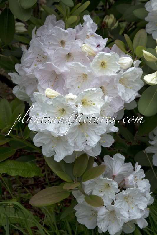 Rhododendron oreodoxa var. fargesii