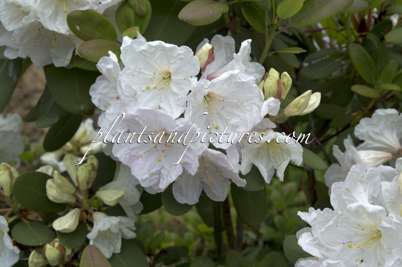 Rhododendron oreodoxa var. fargesii