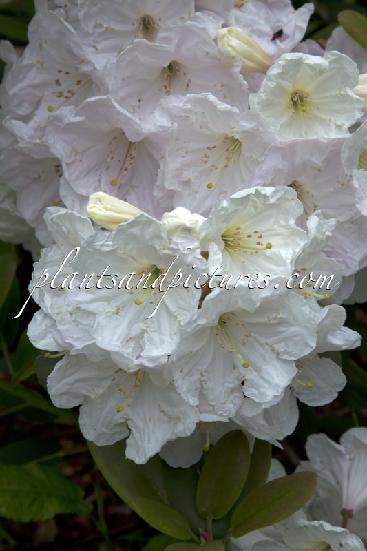 Rhododendron oreodoxa var. fargesii